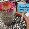 Mammillaria magnifica